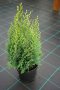 Chamaecyparis ‘White spot’, снимка 1