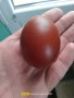 Разплодни яйца от Черен мед Маран, снимка 6