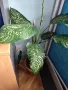 Продавам саксия с декоративно растение Дифенбахия., снимка 8