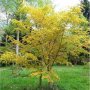 Японски клен(Катсура)\Acer palmatum Katsura, снимка 7