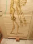 Старинно учебно табло Анатомия, снимка 5