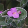Tradescantia sillamontana, снимка 2