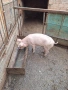 продавам 40 кела прасе бяла българка, снимка 3