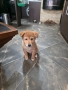 Продавам кученца, снимка 5