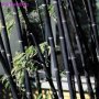 100 бр бамбукови семена от черен бамбук Black Bamboo растение декорация за двора и градината, снимка 12