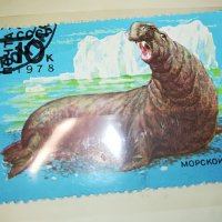 МАРКА 10 1978 СССР МОРСКОЙ СЛОН 1303231548, снимка 7 - Филателия - 39984954