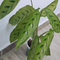 Калатея Леопардина , снимка 1 - Стайни растения - 44011834