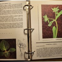 Atlas des Mauvaises herbes - Атлас на плевелите ( градинските), на френски, рядък, мин.тираж, цветен, снимка 3 - Енциклопедии, справочници - 43792122