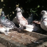 Къдрави гълъби , снимка 9 - Гълъби - 37354073