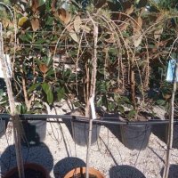 Larix decidua pendula(Ларикс пендула), снимка 2 - Градински цветя и растения - 43761416