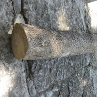 Чемшир - дървен материал за украсна резба, снимка 5 - Антикварни и старинни предмети - 18621658
