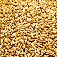 продавам зърно (пшеница,царевица,ечемик и слънчоглед), снимка 2 - За селскостопански - 28388881