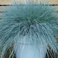 Фестука, синя трева / Festuca glauca, снимка 3 - Градински цветя и растения - 39298216