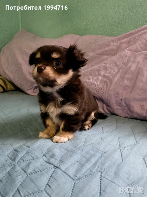 Чихуахуа момчета , снимка 1