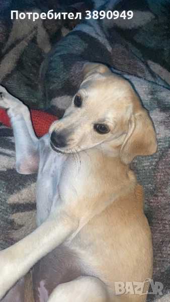 Подарявам куче, снимка 1