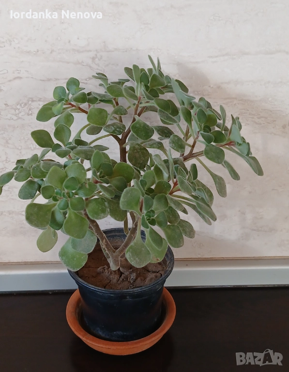 Дървото на парите , снимка 1