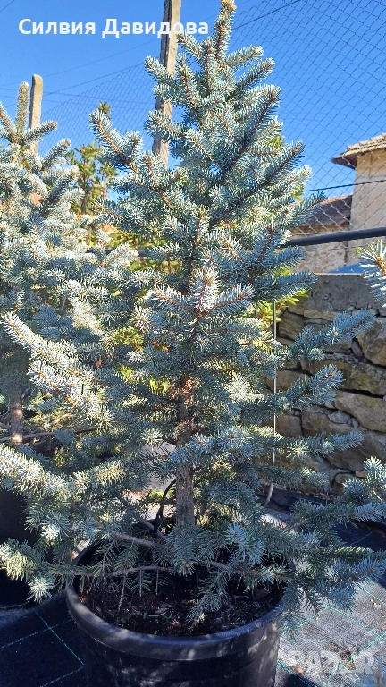 Сребрист смърч , снимка 1