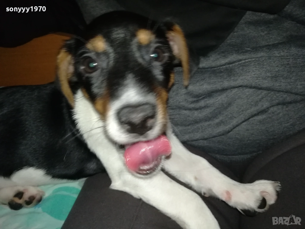 АЗ СЪМ КИКИ ОТ ВИДИН-ДЖАК НА 3 МЕСЕЦА-ВАШЕТО КОЛЕДНО КУТРЕ 3011251706, снимка 1