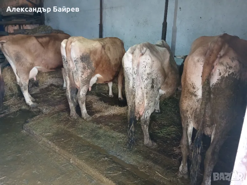 Крави дойни жарсета , снимка 1
