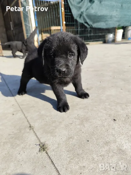 лабрадор , снимка 1