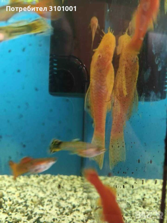 Продавам мъжки анциструс, снимка 1