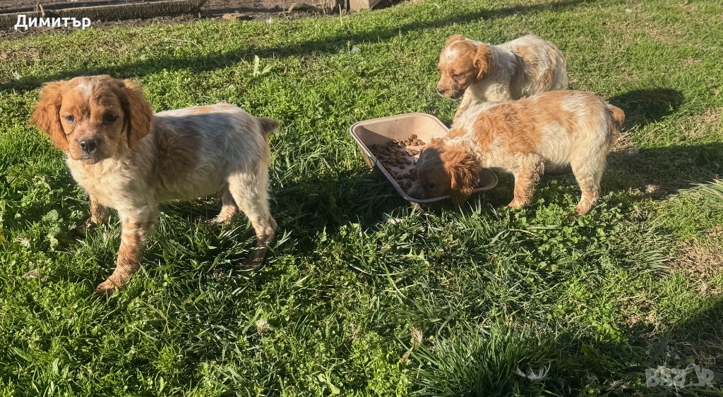 Бретон Шпаньол , снимка 1