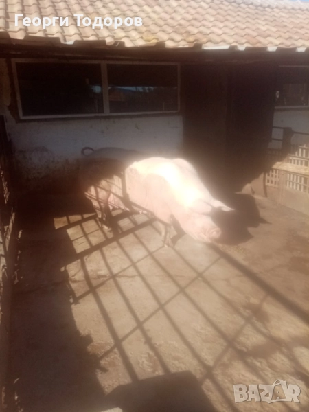 Майка за клане, снимка 1