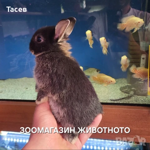 Мини зайчета