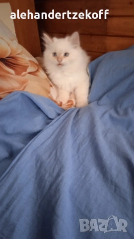 Невска маскарадна котка Neva Masquerade, снимка 11 - Сибирски - 51691685