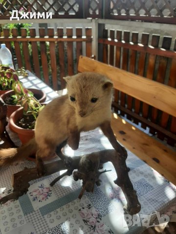 перфектно препарирана белка, снимка 4 - Антикварни и старинни предмети - 43335419