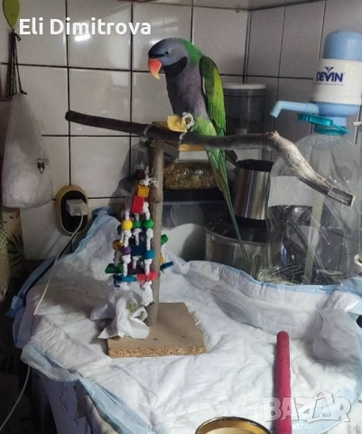 Продавам папагал голям александър, снимка 2 - Папагали - 52929771