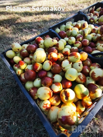 ХИНАП сорт,Ли, снимка 1