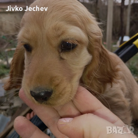 Кокер Шпаньол , снимка 4 - Кокер шпаньол - 53220425