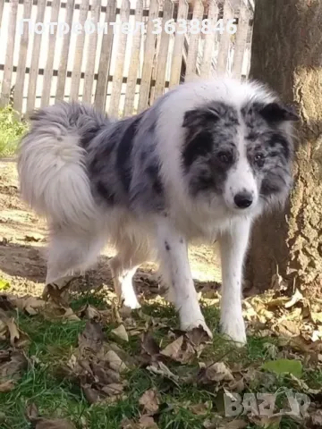 Бордър Коли