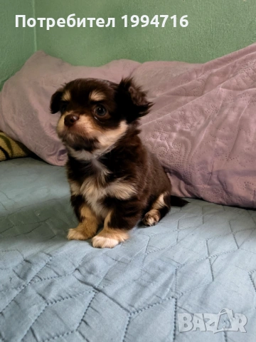 Чихуахуа момчета 