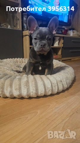 Мъжко Френско булдоче, снимка 6 - Френски булдог - 53283481