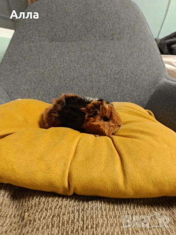 Морски свинчета альпако и розетка , снимка 5 - Морски свинчета - 52528070