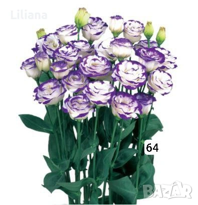 Семена (проф) Лизиантус ( Еустома), снимка 5 - Градински цветя и растения - 53397299