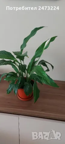Сансевиери различни и спатифилум , снимка 7 - Стайни растения - 35698631