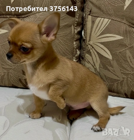 Уникално Мъжко Чихуахуа Шоколадов фаун, снимка 4 - Чихуахуа - 53573146