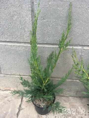 Лейландски кипарис, снимка 3 - Градински цветя и растения - 51027917