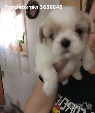 Ши тцу, снимка 5 - Ши Тцу - 50235043