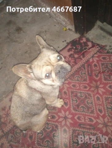 Френски болдог, снимка 4 - Френски булдог - 52640634