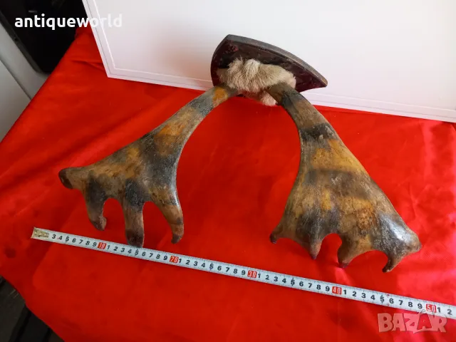 Ловен Трофей ,Рога от ЛОС , Елен , Сръндак, снимка 5 - Антикварни и старинни предмети - 49957539