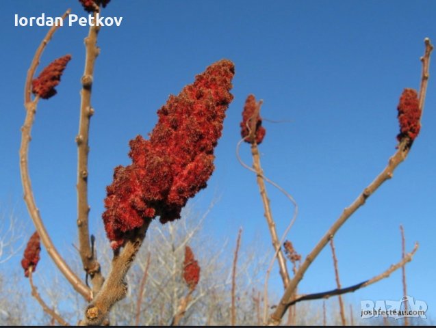 Рустифина дърво , снимка 4 - Разсади - 39458529