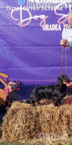 Мини,миниатюрни дакели дългокосмести, снимка 7 - Дакели - 52685462