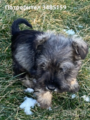 Мини Шнауцер ,Цверг Шнауцер, снимка 7 - Други - 53142237