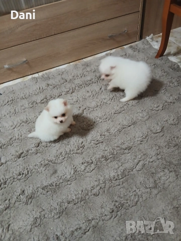 Mini Pomeran, снимка 11 - Померан - 53406474