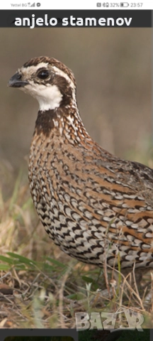 Вирджински масков пъдпъдък , снимка 9 - други­ - 52924055