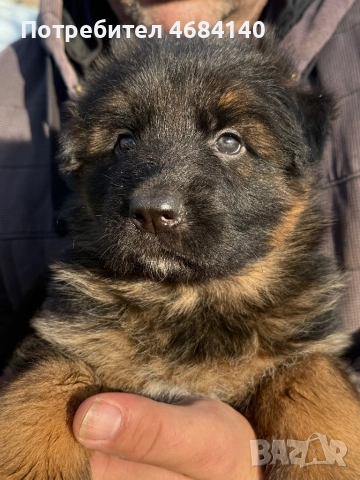 Немска овчарка с дълъг косъм с родословие , снимка 5 - Немска овчарка - 52807212